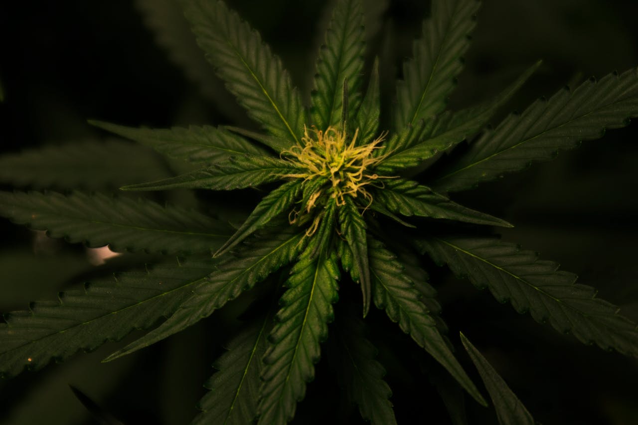 who-we-are Detailed view of a cannabis plant with vibrant green foliage and intricate leaf patterns.
