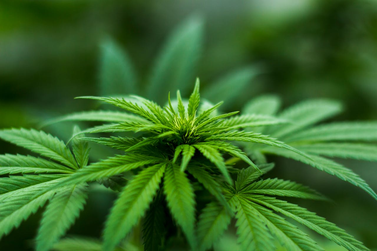 services-04 Vibrant close-up of a cannabis plant showcasing lush green leaves and natural growth outdoors.