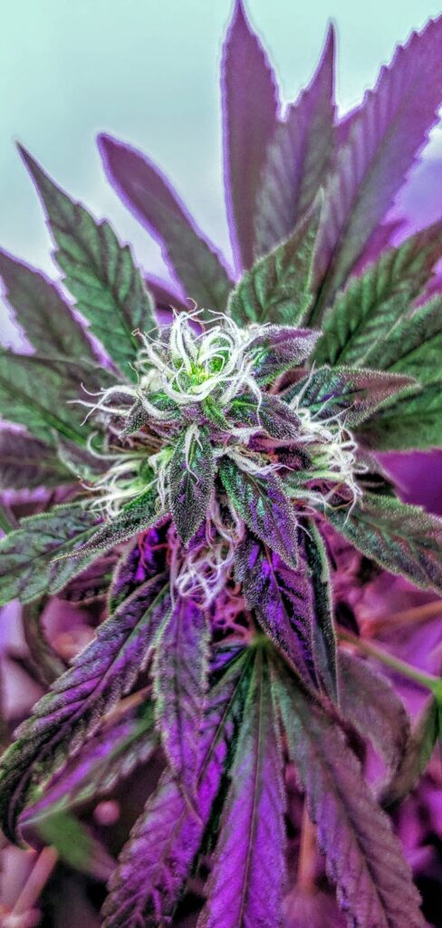 pexels photo 6450968 Vibrant cannabis plant with detailed trichomes and purple lighting, showcasing beauty and growth.