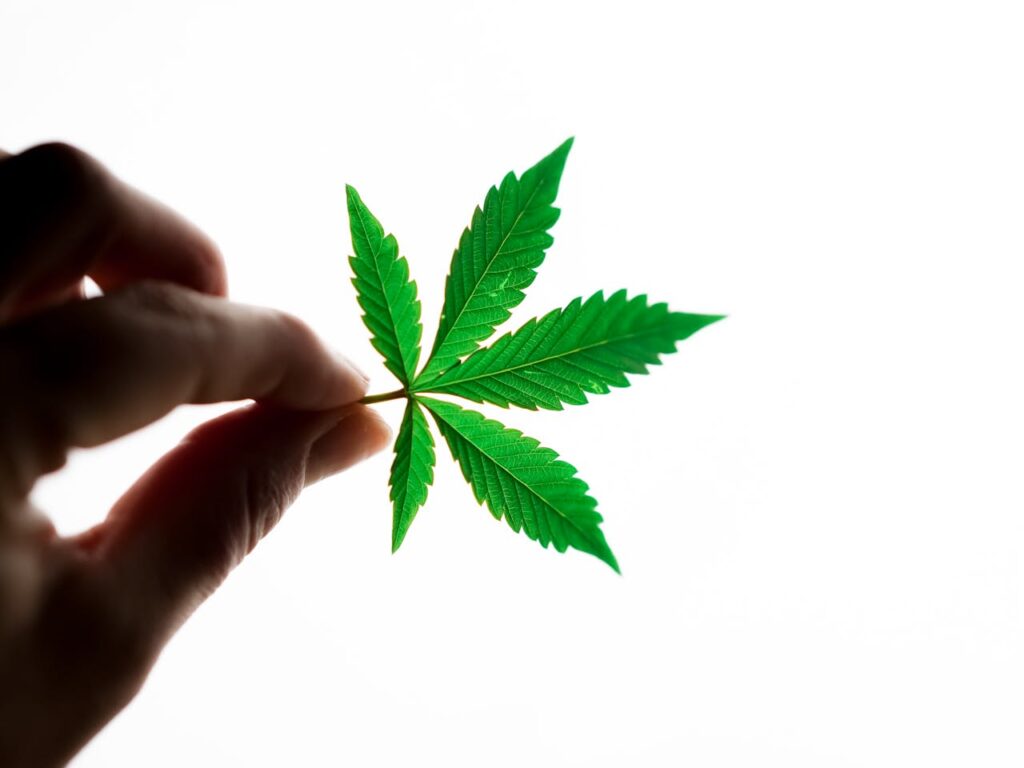 pexels photo 7668024 A vibrant green cannabis leaf is held by a hand against a bright white background, emphasizing its details.